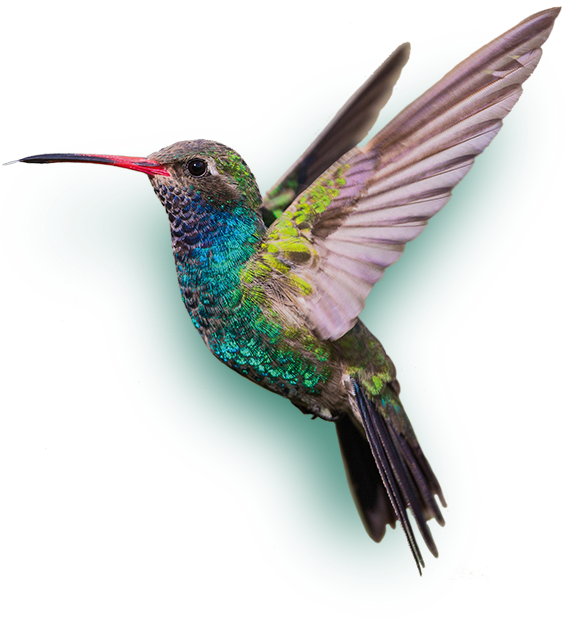Beija flor verde